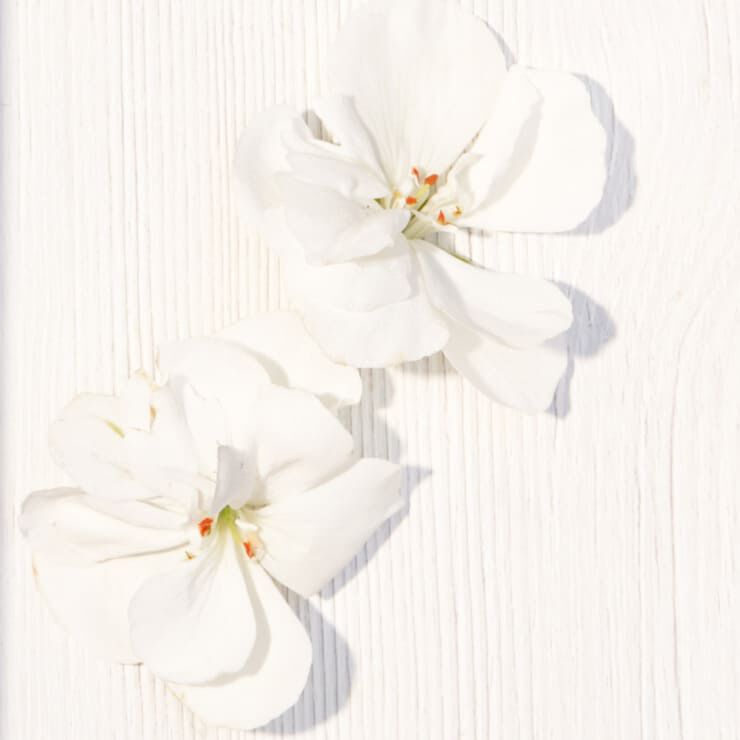 Replica From The Garden Perfume | Maison Margiela Fragrances